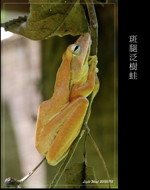 Brown Tree Frog