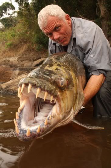 goliath-tigerfish2.jpg