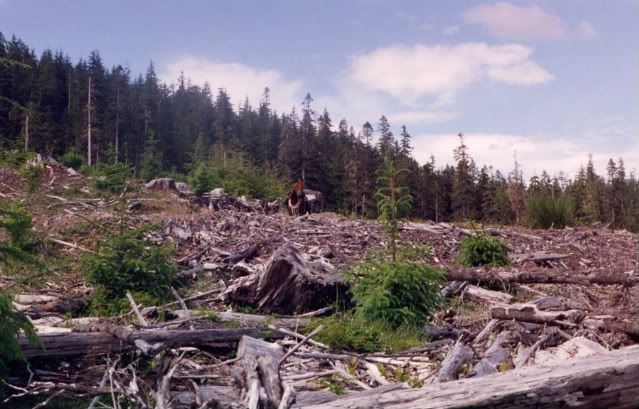 Dawn-clearcut.jpg