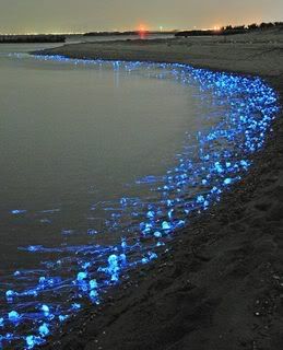 bioluminisentwave.jpg