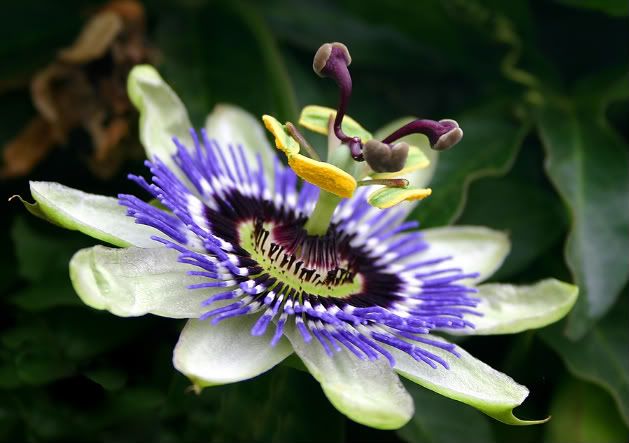 passion_flower_extract_for_treating.jpg