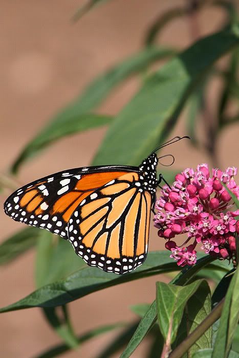 Red Milkweed Pictures, Images and Photos
