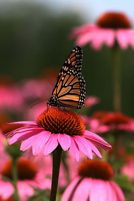 purple cone flower Pictures, Images and Photos