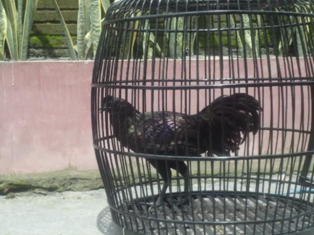 http://i875.photobucket.com/albums/ab316/Maahes_2010/Ayam/-Black-Bekisar-Muntilan.jpg