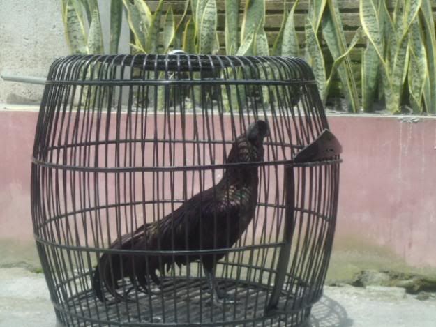 http://i875.photobucket.com/albums/ab316/Maahes_2010/Ayam/-Gambar--Black-Bekisar.jpg
