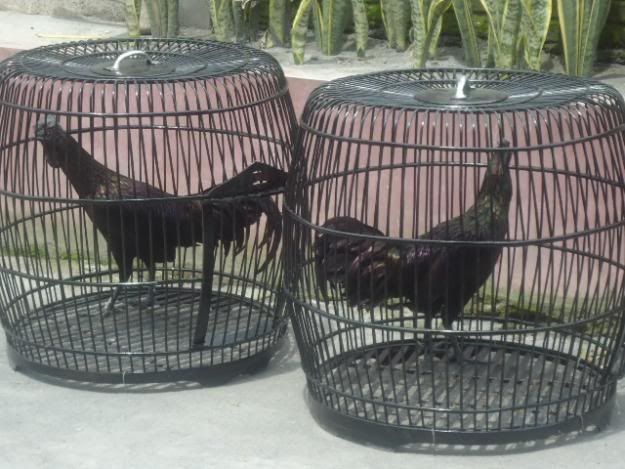 http://i875.photobucket.com/albums/ab316/Maahes_2010/Ayam/Black-Bekisar-Hewan.jpg