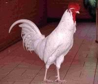http://i875.photobucket.com/albums/ab316/Maahes_2010/Ayam/CaraMenghasilkanAyamBekisarBerbuluPutih-2.jpg