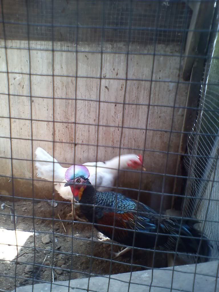 http://i875.photobucket.com/albums/ab316/Maahes_2010/Ayam/GreenJFXWhitefowl.jpg