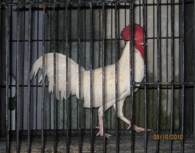 http://i875.photobucket.com/albums/ab316/Maahes_2010/Ayam/Mutiara.jpg