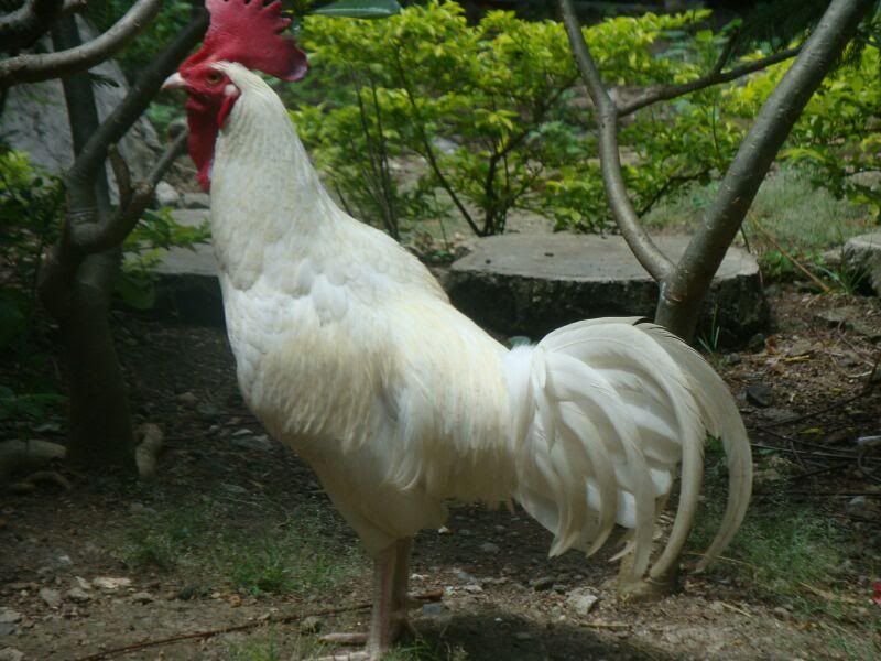 http://i875.photobucket.com/albums/ab316/Maahes_2010/Ayam/Mutiarabekisar-putih2.jpg