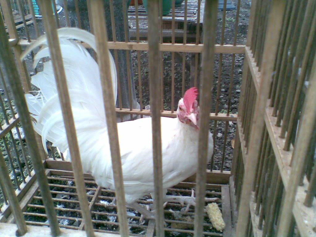 http://i875.photobucket.com/albums/ab316/Maahes_2010/Ayam/Putihbekiko.jpg