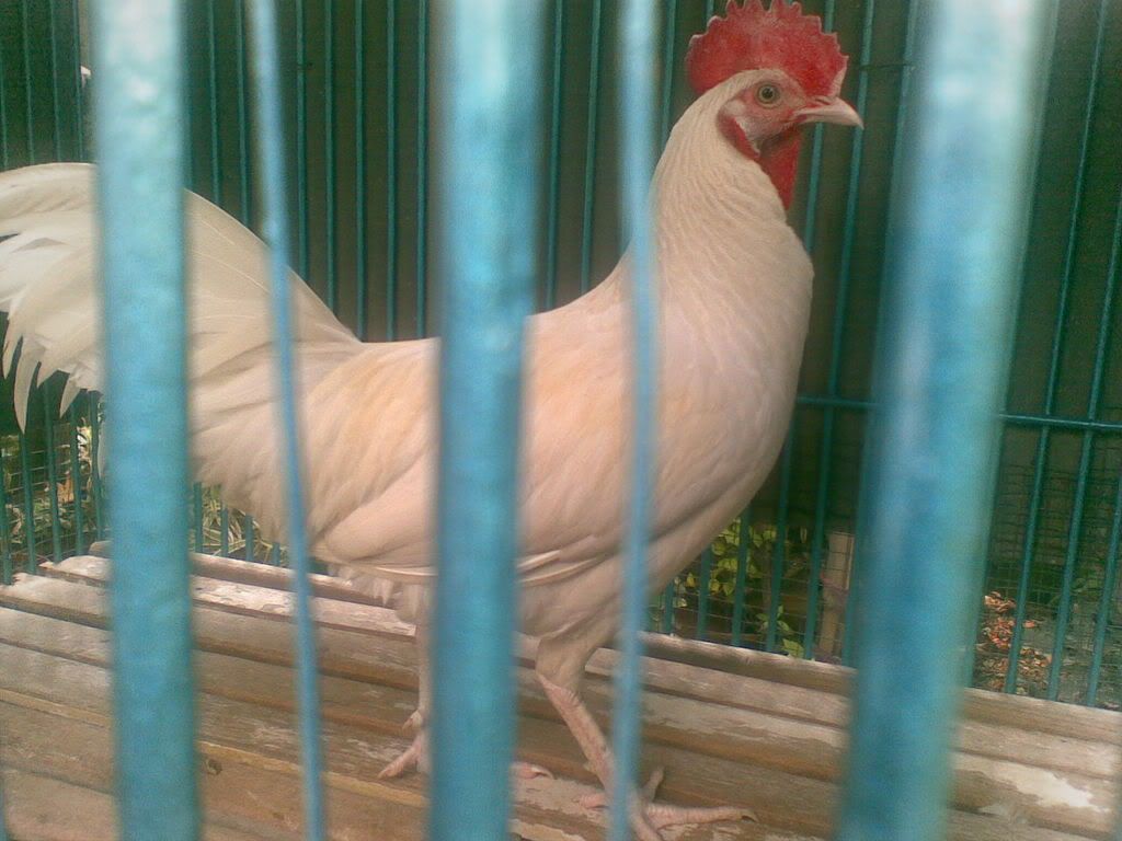 http://i875.photobucket.com/albums/ab316/Maahes_2010/Ayam/WhiteBekisar4-1.jpg