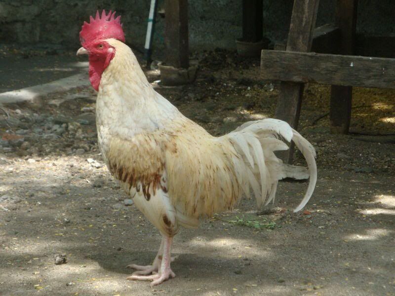 http://i875.photobucket.com/albums/ab316/Maahes_2010/Ayam/bekisar-putih-trotol-merah1.jpg