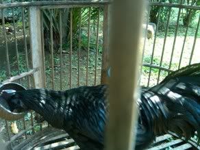 http://i875.photobucket.com/albums/ab316/Maahes_2010/Ayam/bekisarcemanimorph.jpg