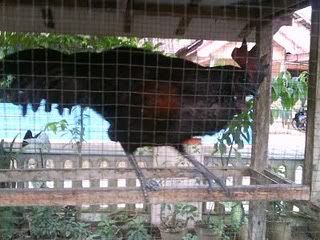 http://i875.photobucket.com/albums/ab316/Maahes_2010/Ayam/bekisardua.jpg