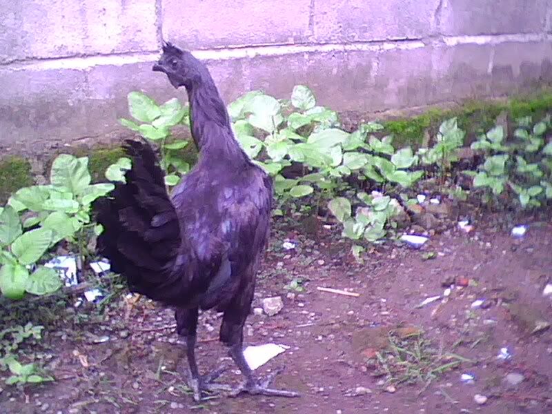 http://i875.photobucket.com/albums/ab316/Maahes_2010/Ayam/gambarhen.jpg