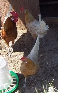 http://i875.photobucket.com/albums/ab316/Maahes_2010/Human%20Time/Friesanfowl.jpg
