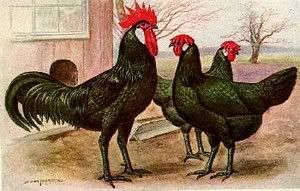 http://i875.photobucket.com/albums/ab316/Maahes_2010/Human%20Time/black-minorca-chickens.jpg