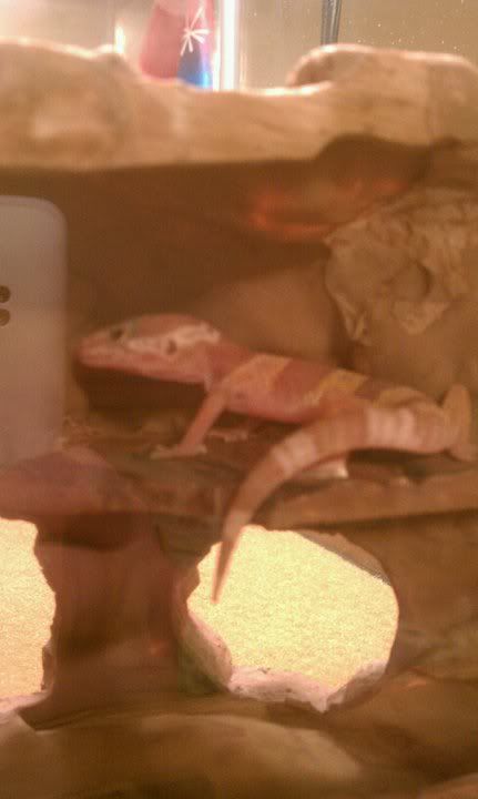 gecko.jpg