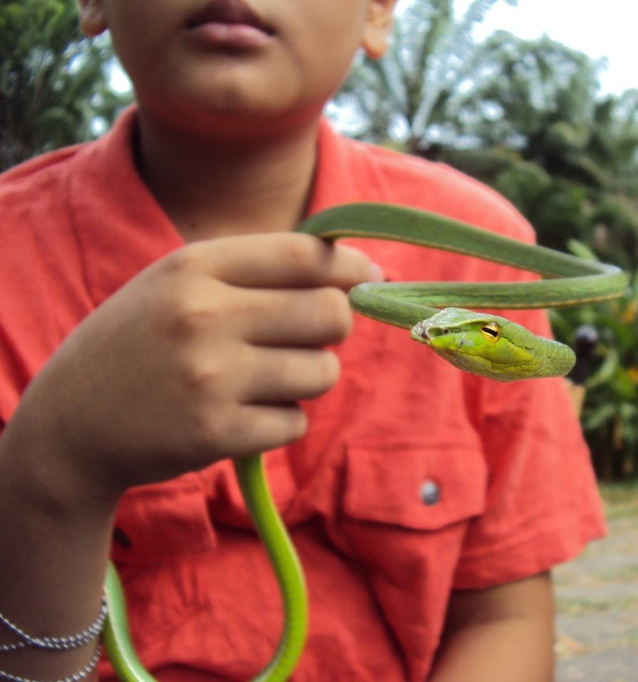 Rắn kiểng - Lục Kim không độc - không cắn