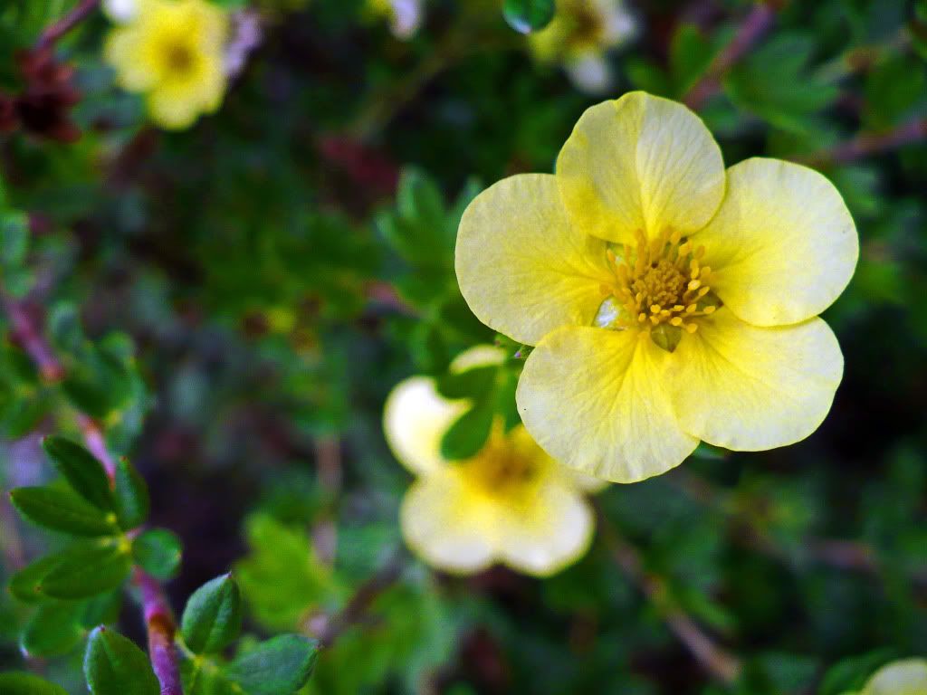 Flowers 3 Pictures, Images and Photos