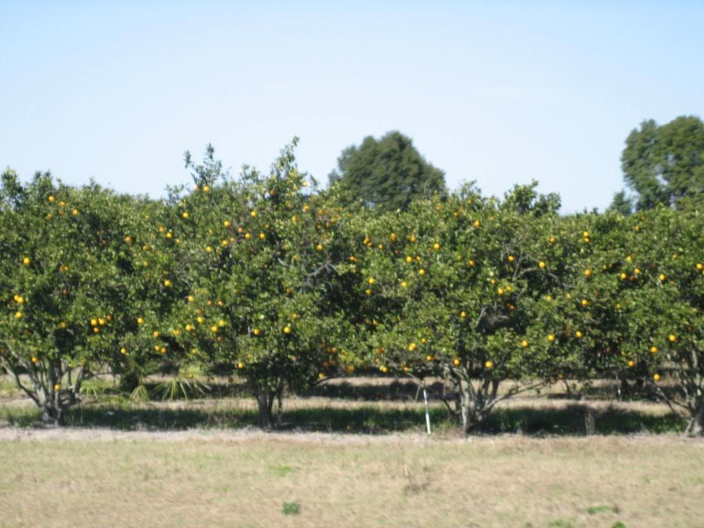 Florida Orange Groves Pictures, Images & Photos Photobucket