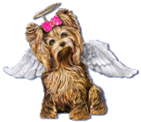Yorkie Angel Pictures, Images and Photos