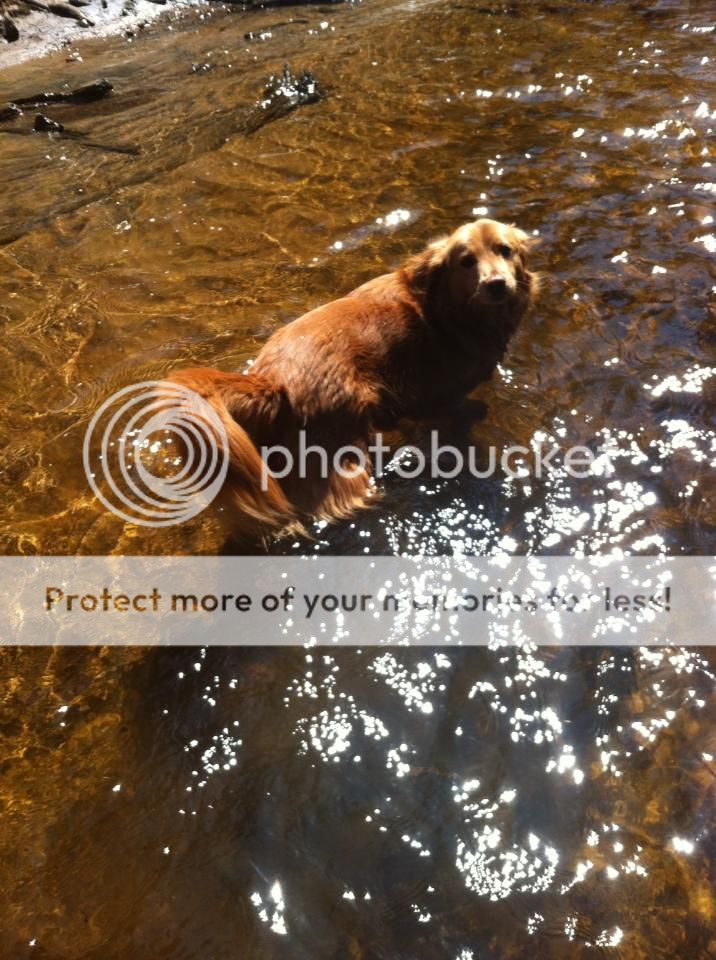 best dog for fishing companion